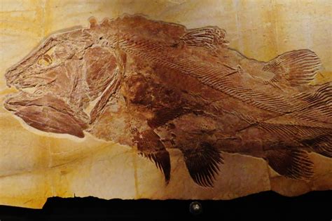  Coelacanth: De levende fossiel met een tweede long!