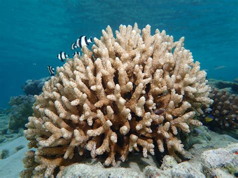  Eudendrium! De Fascinerende Koraal die Niet Vastzit aan de Zeebodem