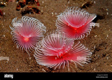  Fan Worm! Een kleurrijke bewoner van de zeebodem die zich vermomt als een plant en op prooidieren wacht met gespierde armen