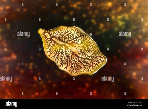  Fasciola Hepatica: De Onzichtbare Doodgraver Met Een Voorliefde Voor Lever!