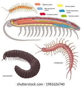 Geophilidae:  Een Myriapode Met Een Ongeïnteresseerde Houding Voor De Glamour Van Het Dierenrijk!