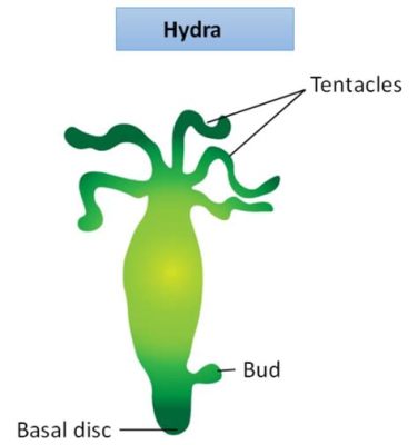  Hydra! Een kleine roofdier met tentakels die je niet wilt tegenkomen