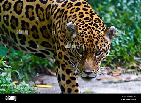 Jaguar: Een sluwe jager met een vacht van prachtige roestbruine en gouden vlekken!