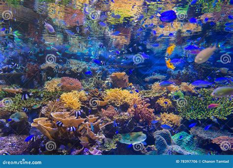  Koraal: Een kleurrijke onderwaterkolonie met een verborgen talent voor symbiose!