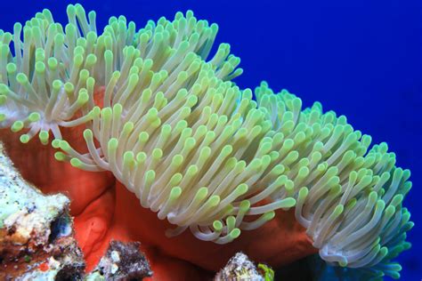 Lace Coral: Een fascinerende zeeanemoon die zich vergaapt aan de zoetheid van plankton en zweeft door het water als een ballerina!