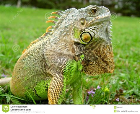  Lagarto: Een Reptiel met een Schitterende Groene Schuinsnede en een Ogenblikkelijke Stilte!