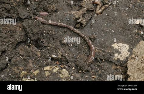  Lumbricus terrestris:  Een bodembewoner met een verborgen talent voor architectuur!