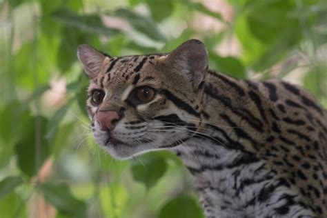  Ocelot: Een Mysterieus Roofdier Met Lichtvoellige Ogen En Eenvoudige Voorkeuren Voor Rust