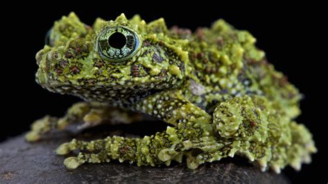  Vietnamese Moss Frog: Een betoverend klein amfibie met een unieke camouflage strategie en een onverwachte liefde voor land!