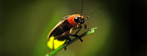  Vuurvlieg! Een Miniatuurlichtgevende Wonder van de Insectenwereld