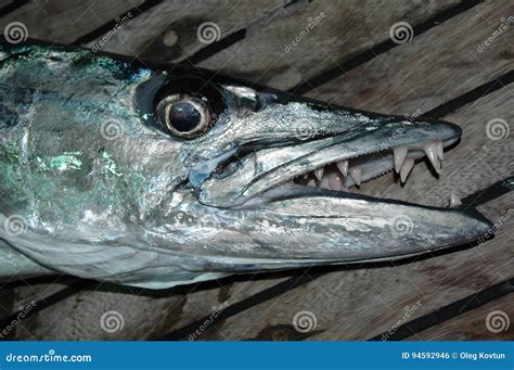  Barracuda! Een Vis met Tanden die Scherper Zijn dan de Bijl van een Viking