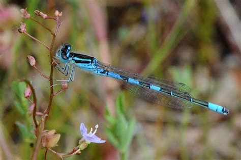  Dainty Damselfly: Discover the Enigmatic Beauty Hiding Beneath Gossamer Wings!