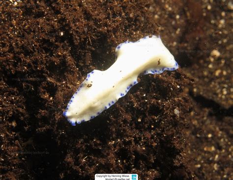  Instincten van een Indische Platworm: Ontdekt het Mysterie van deze Kleine, Verborgen Reus!