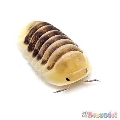  Isopod: Een Kleine Reus met een Geheime Identiteit!