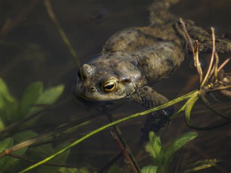  Langsnuitpad: Een Amfibie met een Geurzin dat Zo Scherp Is als zijn Zichtsvermogen!