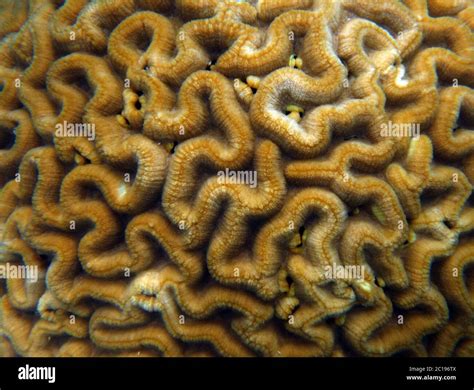  Queensland Brain Coral: Een wonderbaarlijke kolonie poliepen met een hypnotiserende textuur en een onweerstaanbare behoefte aan zonlicht!