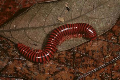  Triaenodes! De duizendpoot met een smaak voor verrotting en een talent voor camouflage