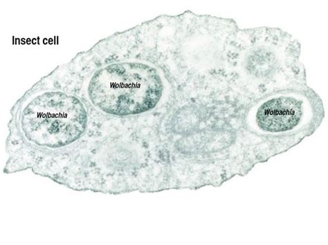 Wollbachia; een microscopische wonderwereld met de meest onverwachte symbiose!