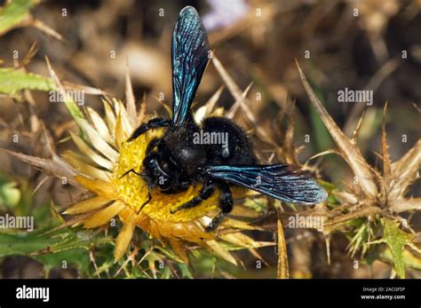  Xylocopa!  Deze Onvermoeibare Houtbij Voorziet in Een Zoete Toekomst voor Zichzelf en Zijn Nakomelingen